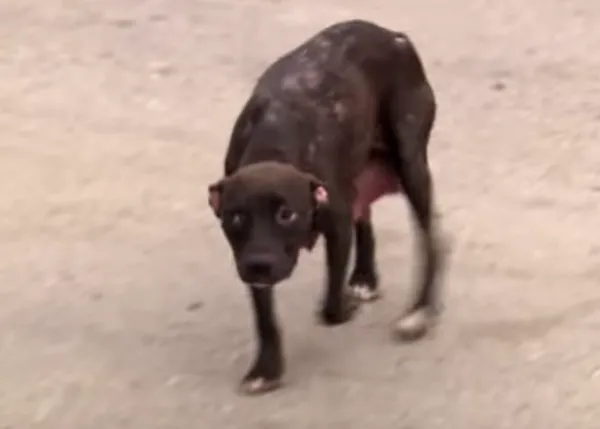 Un rescate múltiple: la mamá Pit Bull más cariñosa del mundo y sus cachorros