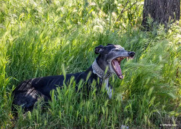 El abandono de perros y gatos en España se estanca, en 2025 fueron más de 285.000, y las adopciones han decrecido un 7%