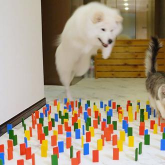 Los gatos triunfan sin inmutarse y los perros fracasan con …