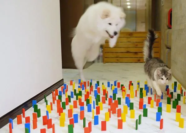 Los gatos triunfan sin inmutarse y los perros fracasan con felicidad ante el reto de la propiocepción
