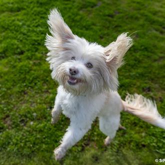 ¿Cuánto rato al día dedicas a jugar con tu peludo …