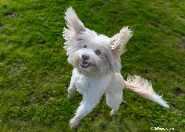 ¿Cuánto rato al día dedicas a jugar con tu peludo? La importancia del juego para los perros, y los humanos
