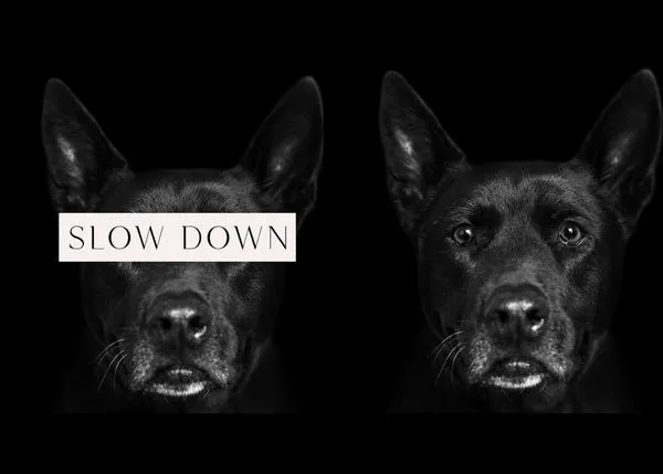 El poder sanador de los perros plasmado en una serie de bellos retratos (con efectos secundarios)