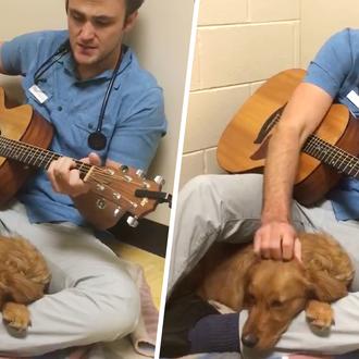 El veterinario que canta a los animales para calmarlos antes …