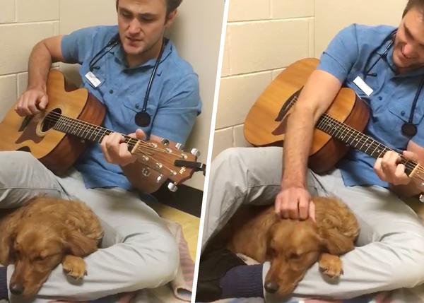 Un veterinario canta a los animales para calmarlos antes de una operación (y derrite internet)