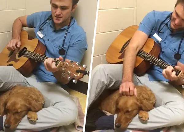 El veterinario que canta a los animales para calmarlos antes o después de las operaciones