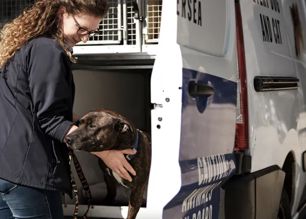 Se avecina una inminente crisis de bienestar animal debido a la pandemia, alertan desde Battersea