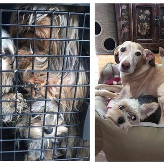 #NoquieromorirenAltaneria: campaña para salvar a los perros de una fábrica …