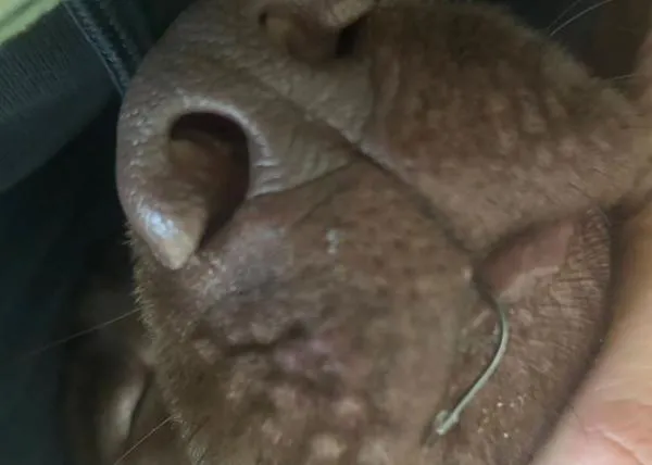 El grave peligro de los anzuelos en las playas: un perro y una persona heridos en la playa Mas Mel, en Calafell