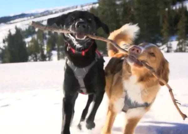 Perros que trabajan -y disfrutan- junto a sus humanos: los canes de rescate en la nieve