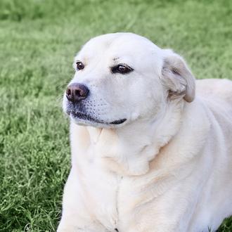 ¿Existe un sesgo negativo hacia los perros con sobrepeso por …