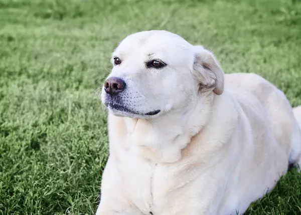 ¿Existe un sesgo negativo hacia los perros con sobrepeso por parte de los veterinarios?