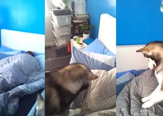 El perro despertador ataca de nuevo, con un poquito de ayuda...