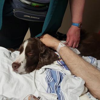 10 minutos con un perro de terapia alivian el dolor …