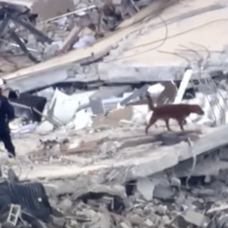 Los perros de búsqueda y rescate son clave para tratar …