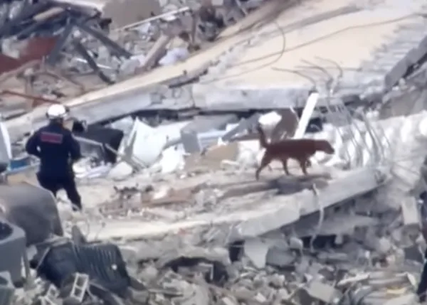 Los perros de búsqueda y rescate son clave para tratar de localizar a posibles supervivientes en el edificio de Miami