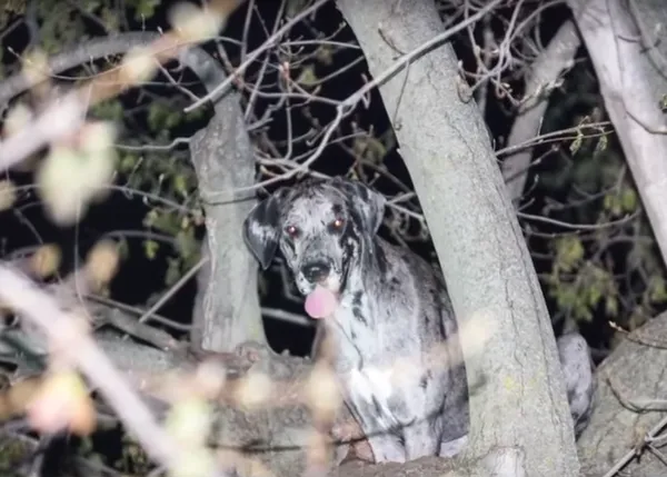 Rescatan a una cachorra de Gran Danés ¡que se había subido a un árbol!