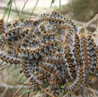 Plagas de Procesionaria del Pino: ojo en Madrid, Barcelona, Alicante …