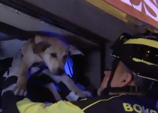 Los bomberos rescatan a un cachorro al que habían dejado solo dentro de un bar en el centro de Madrid