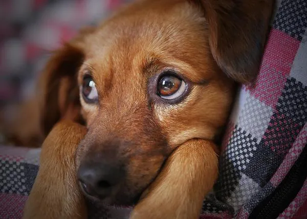 Castellón ofrece cursos gratuitos para ayudar a los perros a superar el miedo a los petardos