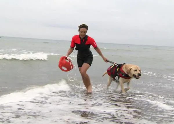Cómo es el entrenamiento de los perros rescate son los vigilantes de la playa caninos