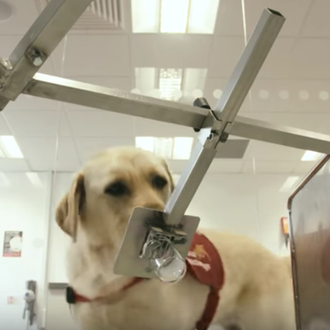 ¿Cómo puede un perro detectar el cáncer?