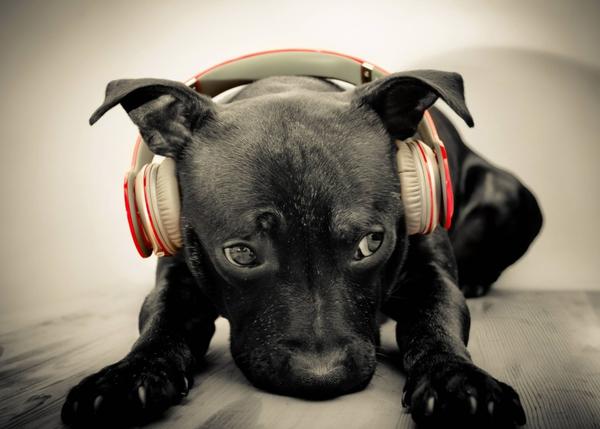 Trascender Desalentar Post impresionismo Las mejores canciones dedicadas a los perros, la música más guau
