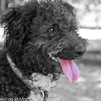 Encuentros perrunos en El Retiro: Boby y Trulli
