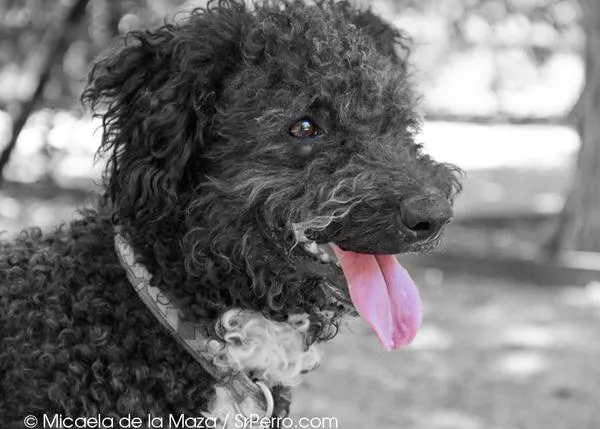 Encuentros perrunos en El Retiro: Boby y Trulli