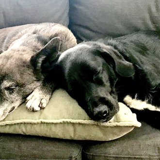 Los perros de Anna Paquin y Stephen Moyer obligados a …