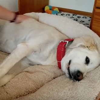 Perros expertos en 