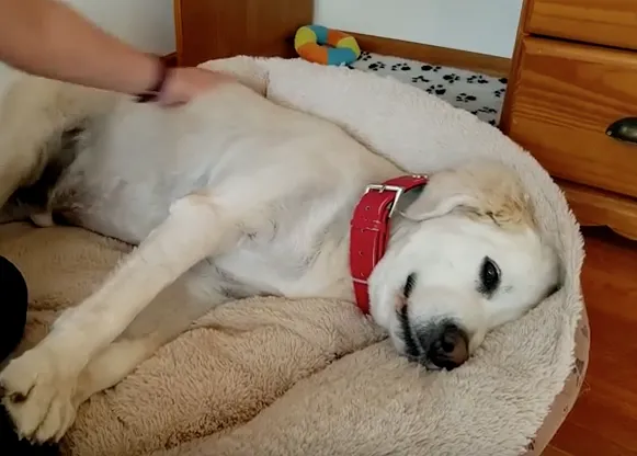 Perros expertos en 
