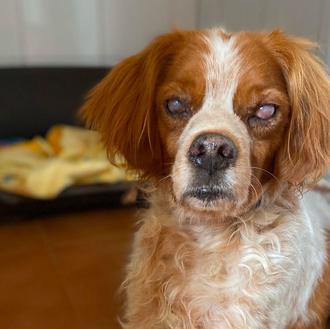 Víctimas de la caza: Tom, Lucía, Lago, Poli y muchos …