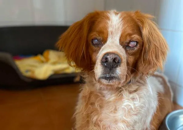 Víctimas de la caza: Tom, Lucía, Lago, Poli y muchos otros perros que necesitan un buen hogar