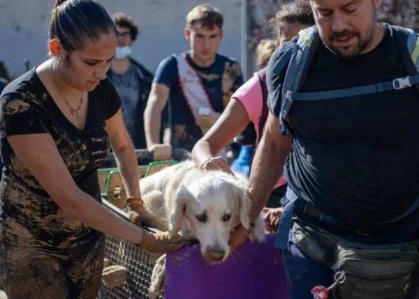 Los animales contextos de emergencia, uno de los temas abordados por los veterinarios en el IV Congreso Internacional de Sanidad y Bienestar Animal
