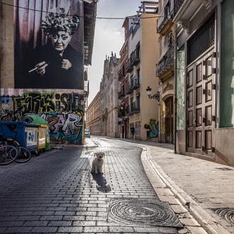 Valencia quiere ser pet friendly: el Ayuntamiento va a hacer …