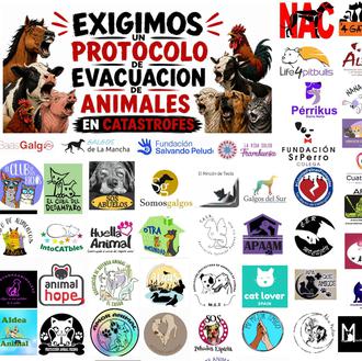 Más de 100 entidades de protección animal exigen protocolos para …