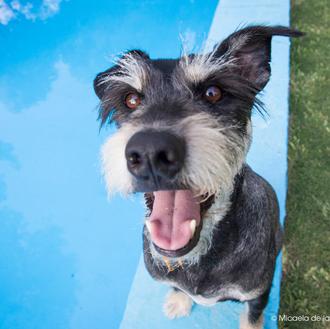 Agenda SrPerro Verano: casting perruno, cine de verano, vermú & cañitas …