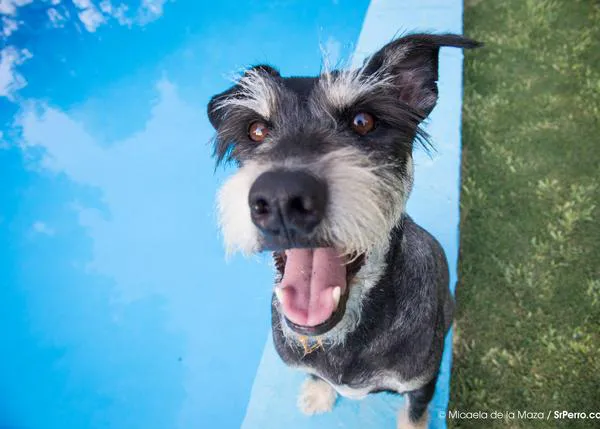 Agenda SrPerro Verano: casting perruno, cine de verano, vermú & cañitas & arte 