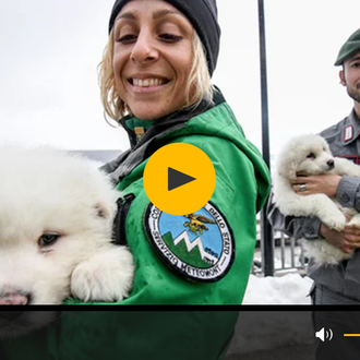 Rescatan a 3 cachorros del hotel sepultado por un alud …