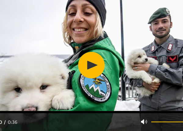 Rescatan a 3 cachorros del hotel sepultado por un alud en Italia