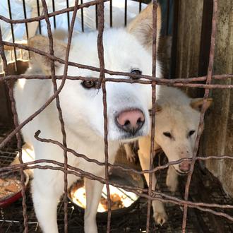 Taiwan prohibe el consumo de carne de perros y gatos