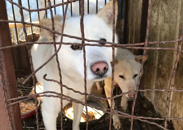 Taiwan prohibe el consumo de carne de perros y gatos
