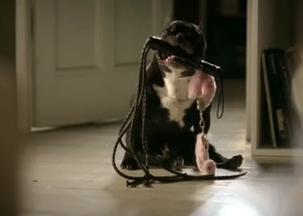 Un bulldog francés voluntarioso se postula para 50 sombras de grey, versión... perruna