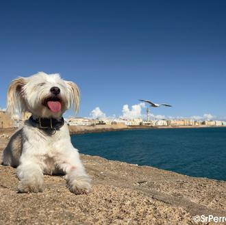 Concentración de personas con perro en Cádiz el 21 de …