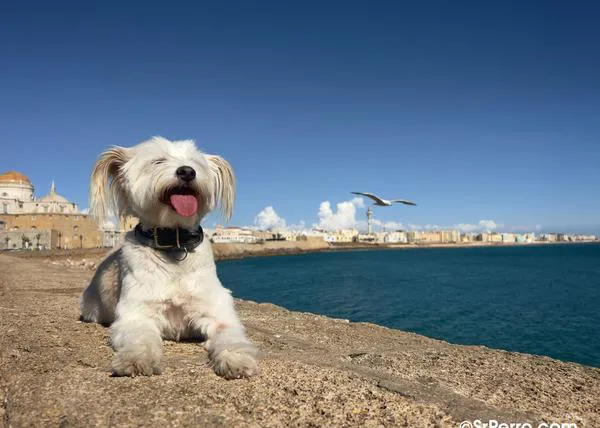Concentración de personas con perro en Cádiz el 21 de mayo: por la inexistente playa canina, por sus derechos, por el futuro