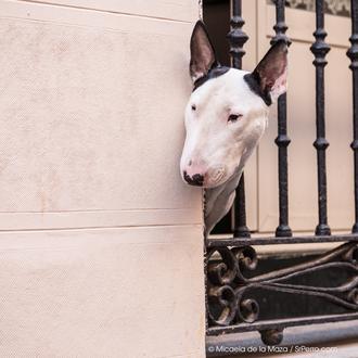 Campaña de vacunación 2014: del 15 de mayo al 15 …