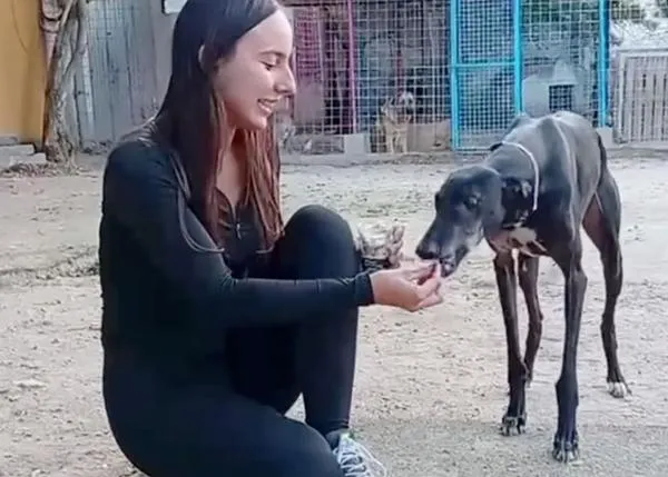 La protectora Siempre Fiel, en Salamanca, pide ayuda urgente porque deben abandonar el terreno en el que cuidan de 70 perros