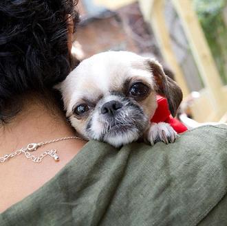 Nace en NY el primer parque canino en un refugio …