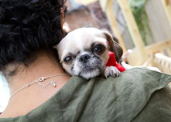 Nace en NY el primer parque canino en un refugio para víctimas de violencia doméstica 